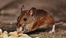 24 Hour & Emergency Exterminators in Coyote Springs, NV